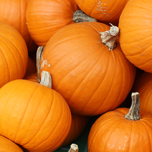 Load image into Gallery viewer, Pumpkin
